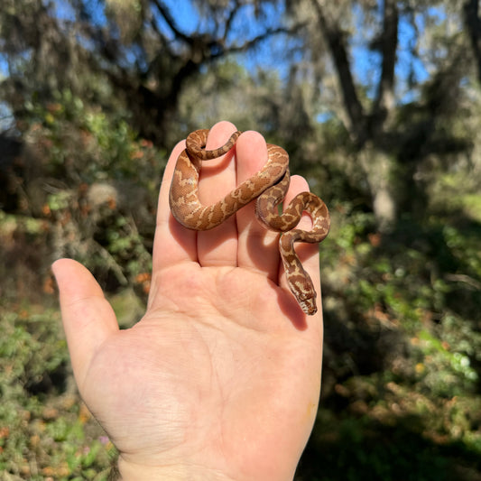 Baby Papuan Carpet Python