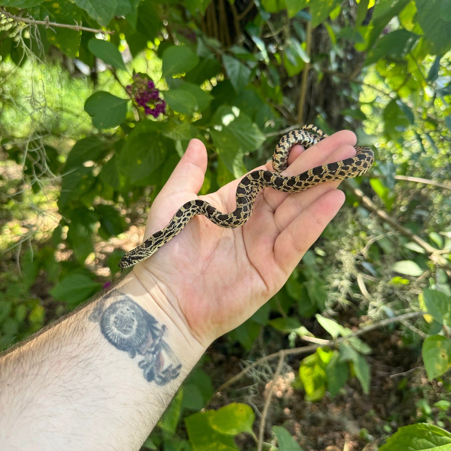 Baby Kansas Bullsnake