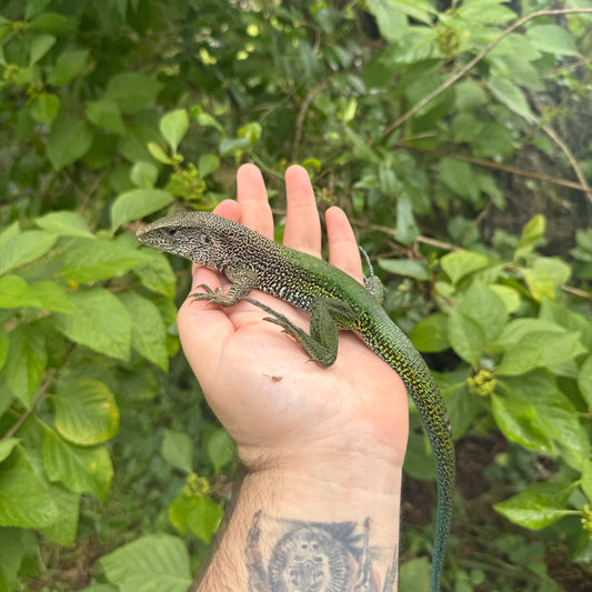 Green Ameiva