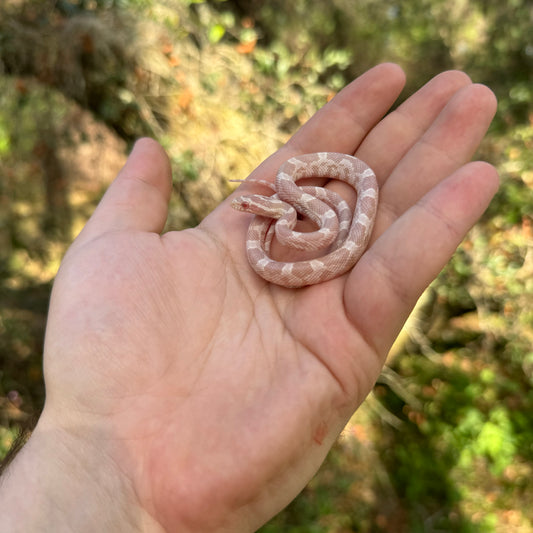 Snow Corn Snake
