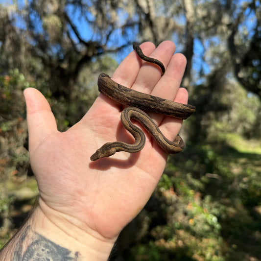 Indonesian Tree Boa