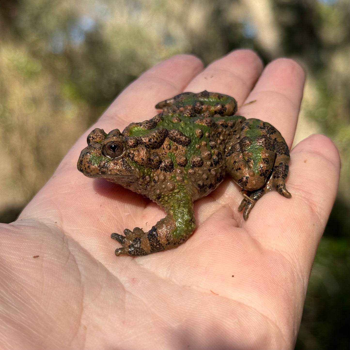 Small Webbed Bell Toad