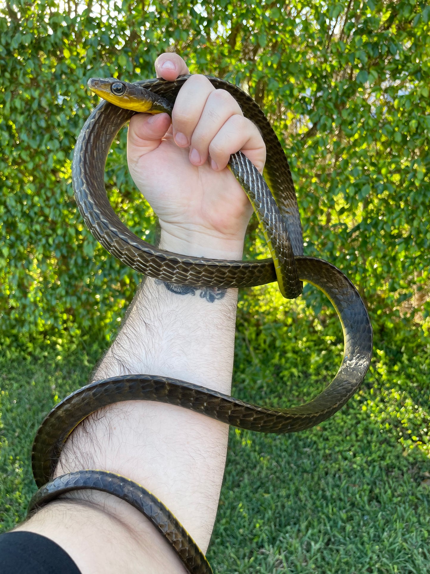 Long Tail Machete Snake