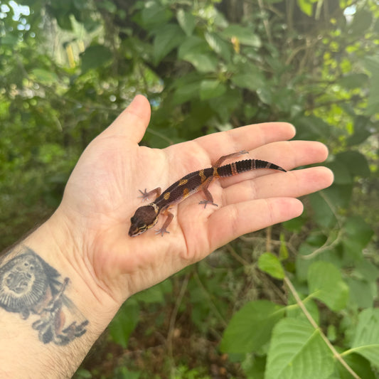 Baby Black Night Mandarin Leopard Gecko