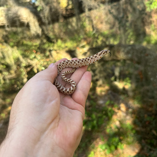 Western Hognose Baby