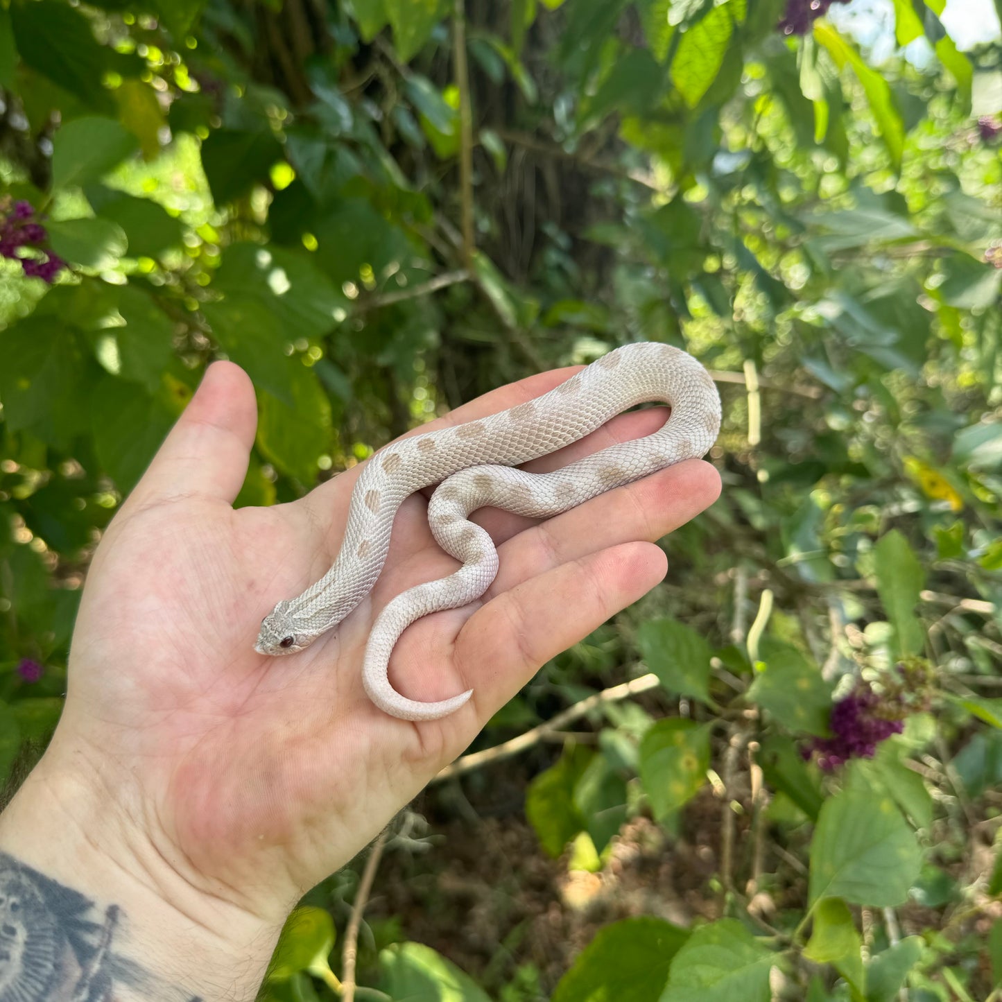 Yearling Lavender Anaconda Hognose Snake