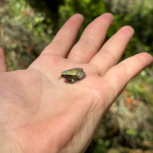 Baby Tomato Frog