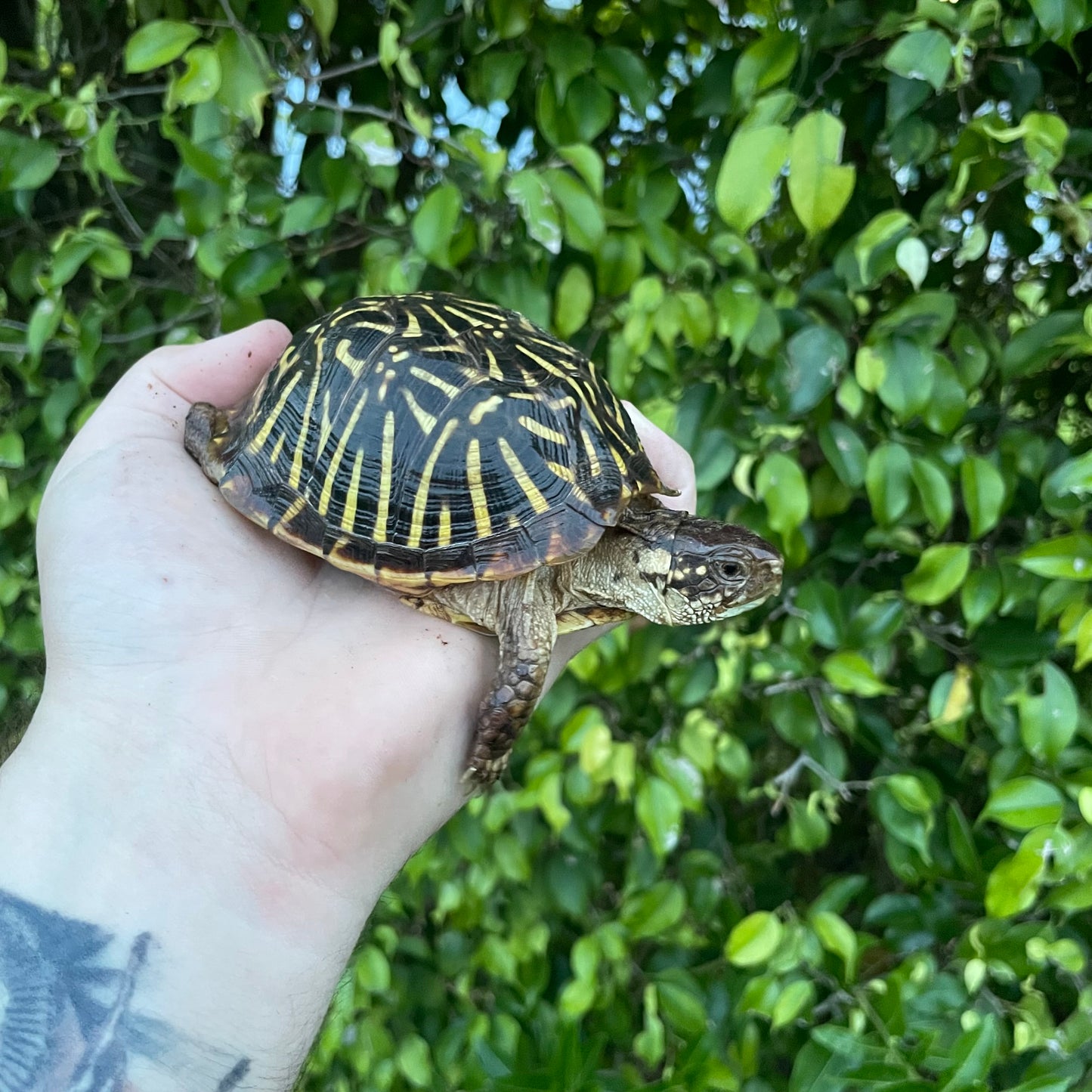 Desert Ornate Box Turtle