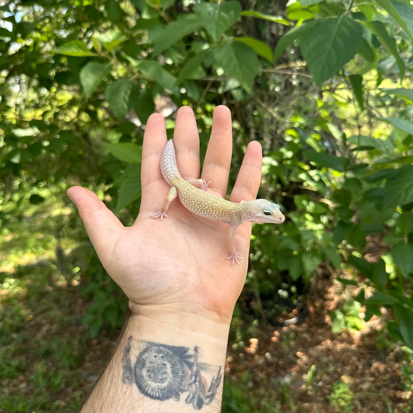 Juvenile Murphy’s Patternless Leopard Gecko