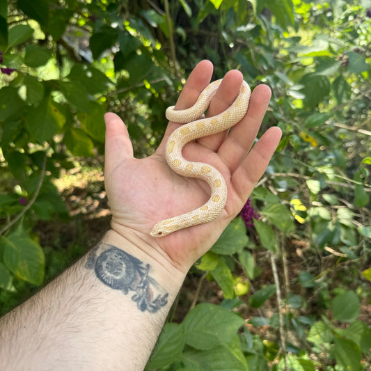 Yearling Artic Albino Anaconda (AAA) Hognose Snake