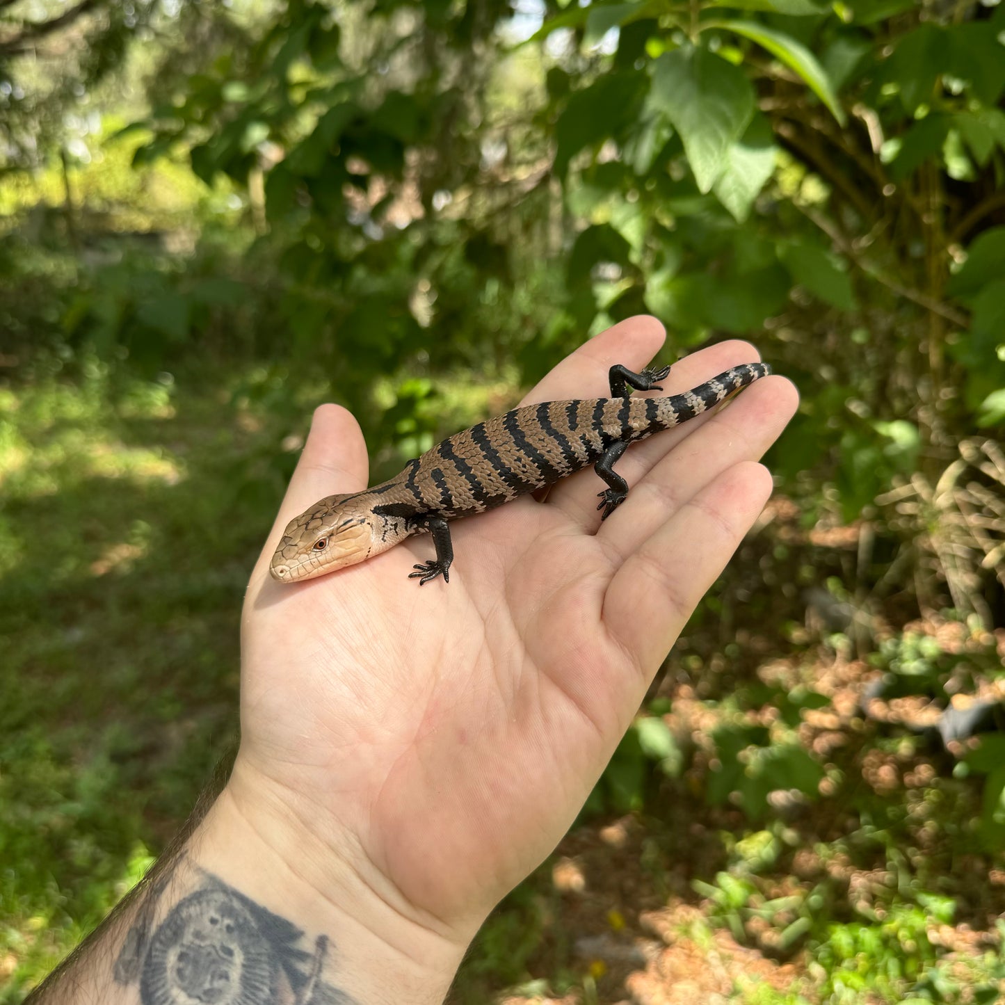 Baby Halmahera Blue Tongue Skink