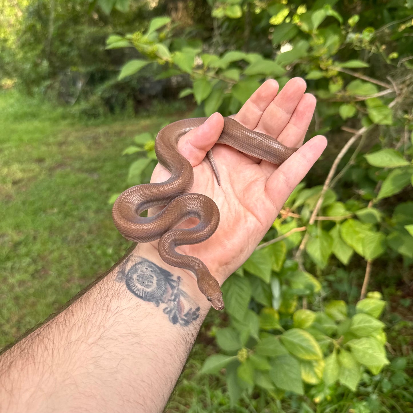 Patternless Colombian Rainbow Boa