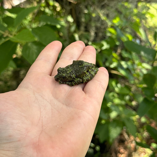 Vietnamese Mossy Tree Frog