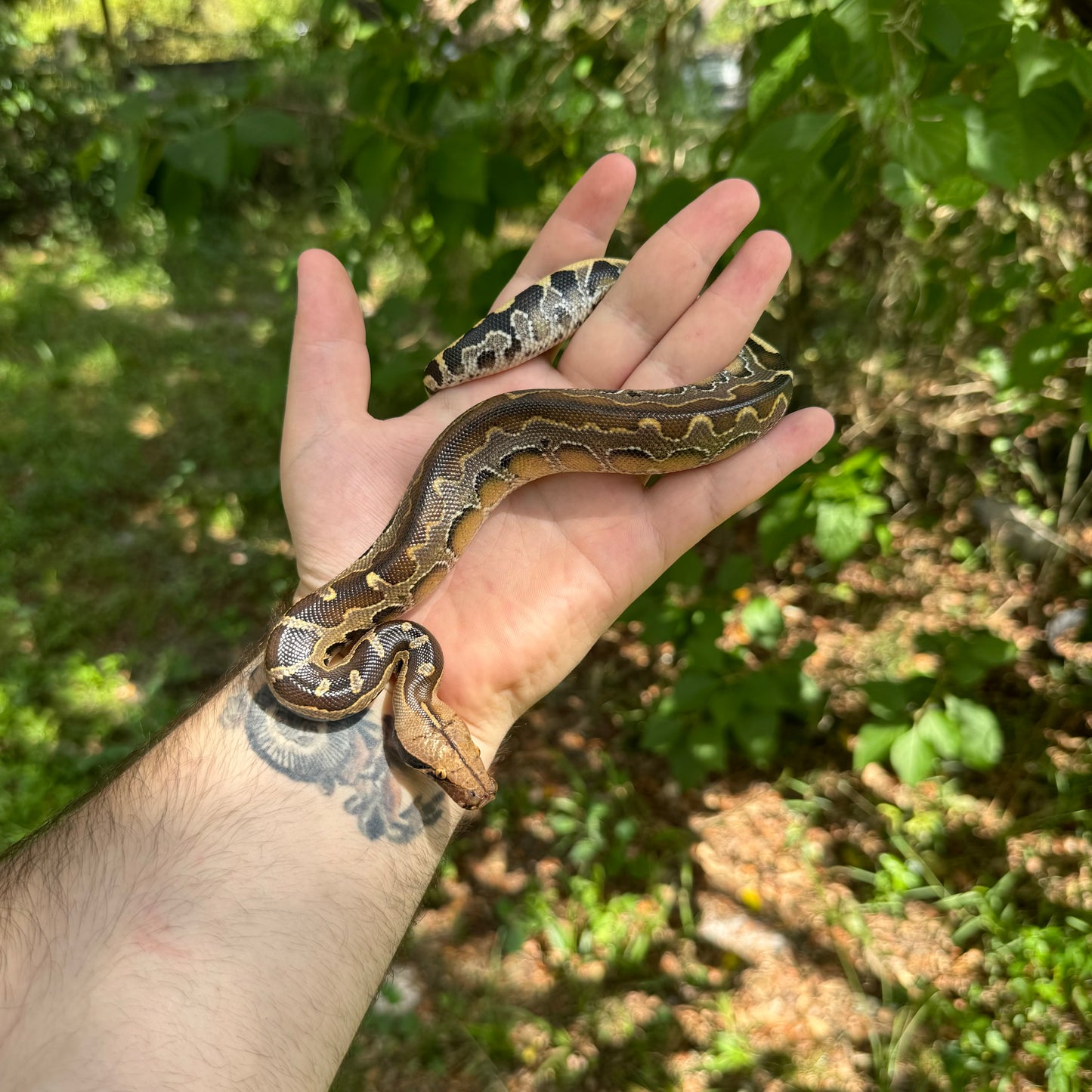 Baby Borneo Short Tail Python