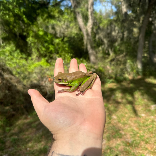 Giant White Lipped Tree Frog