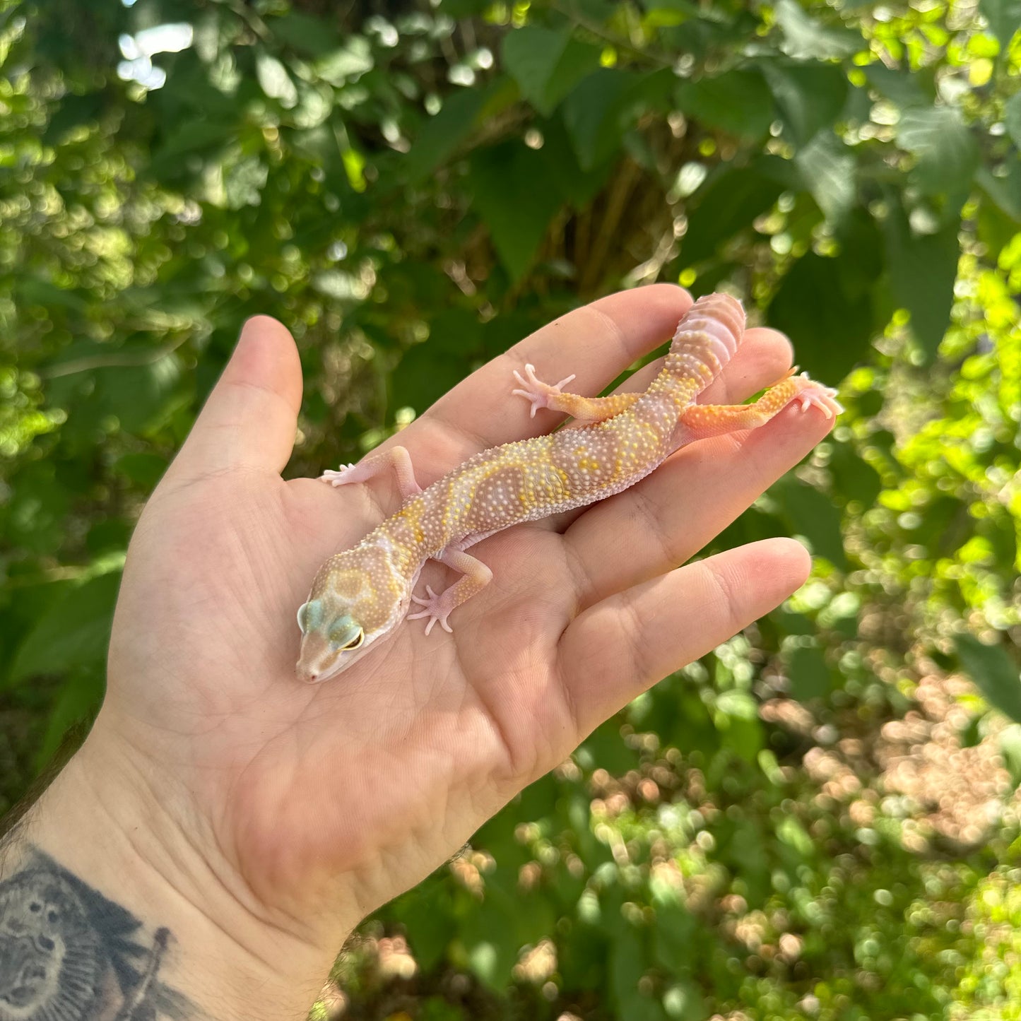 Juvenile Tremper Snow Leopard Gecko