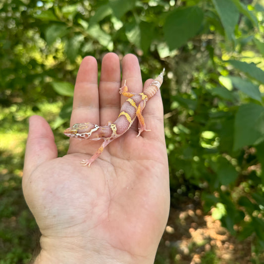 Baby High Contrast Albino Leopard Gecko