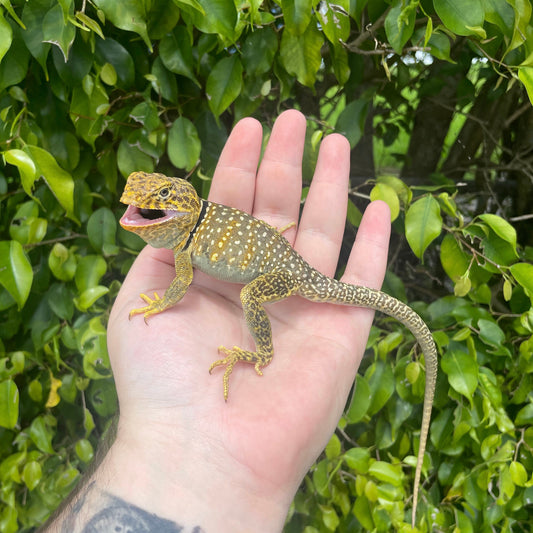 Eastern Collard Lizard