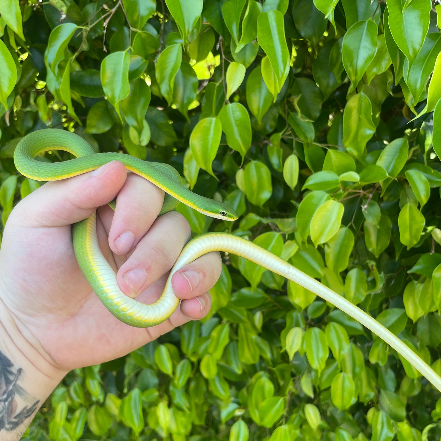 Florida Rough Green Snake