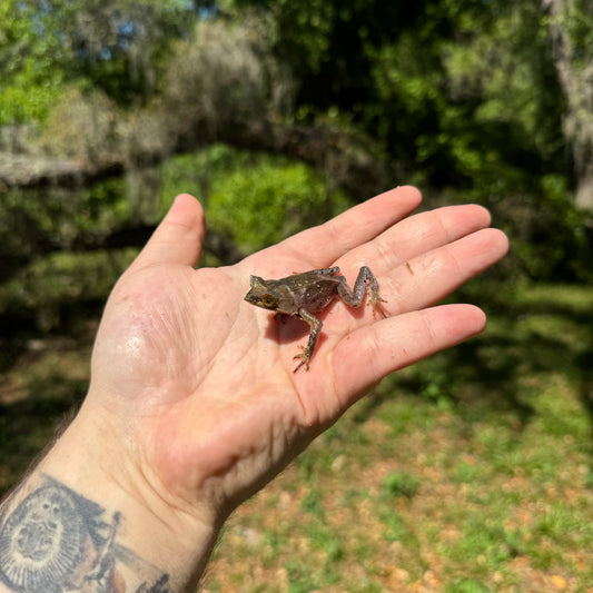Javan Short Horned Toad
