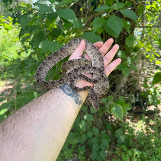 Adult Amazon Tree Boa