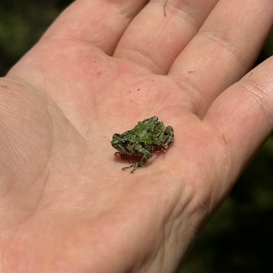 Madagascar Spiny Hopper Frog