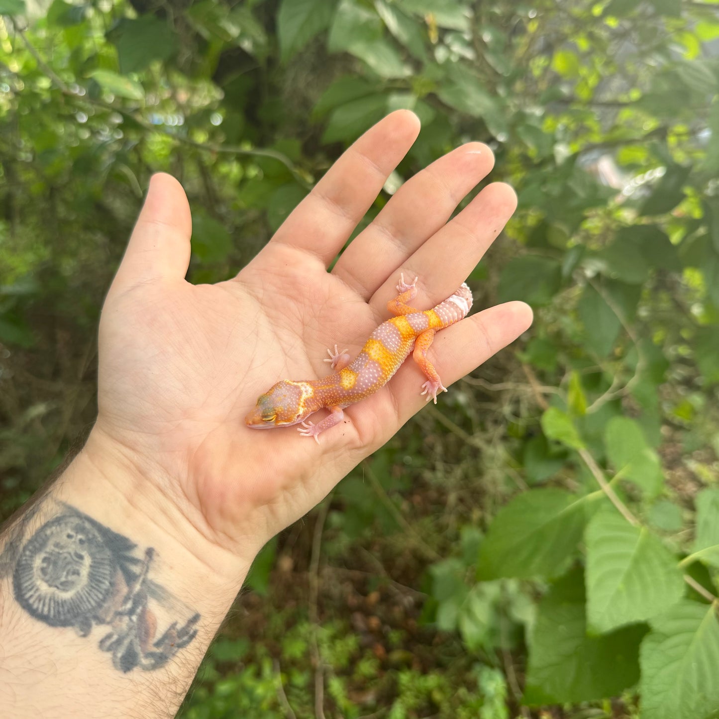 Baby Atomic Leopard Gecko