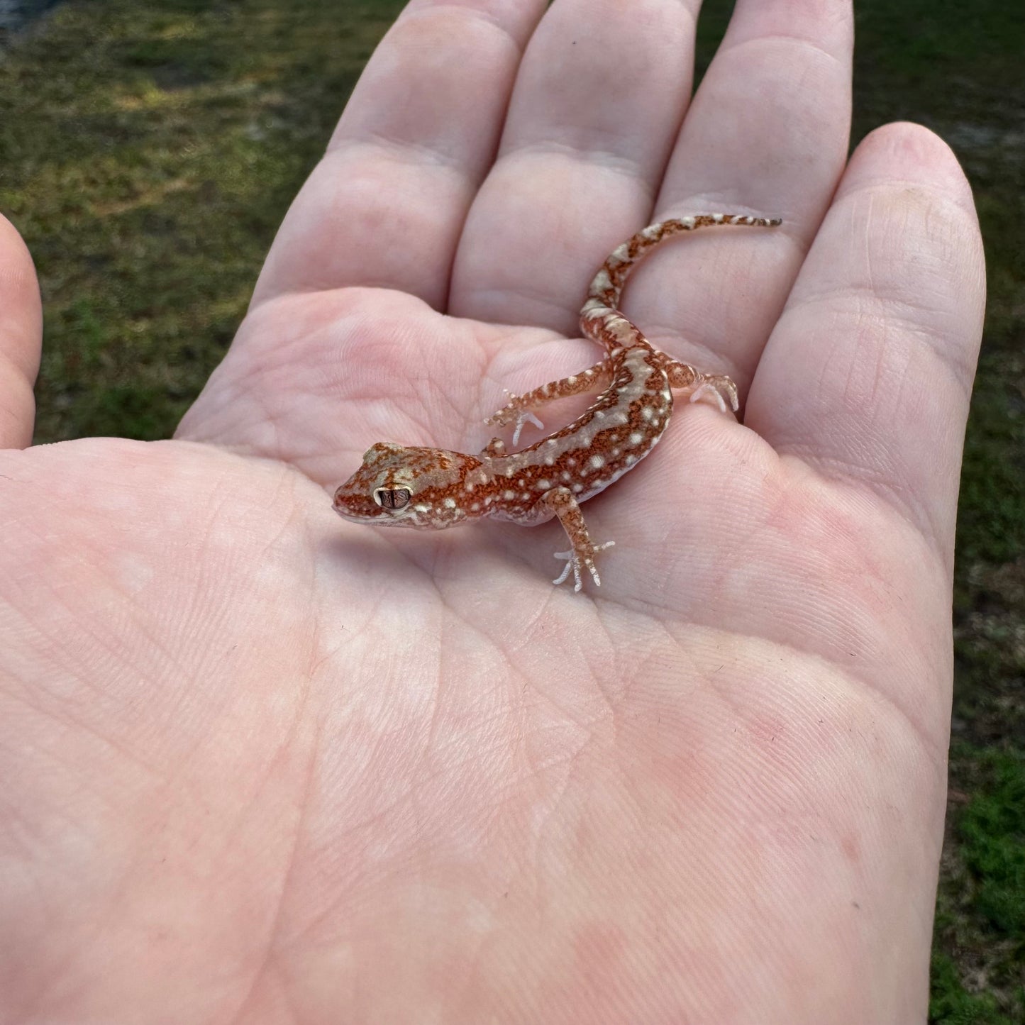 Baby Australian Beaded Gecko