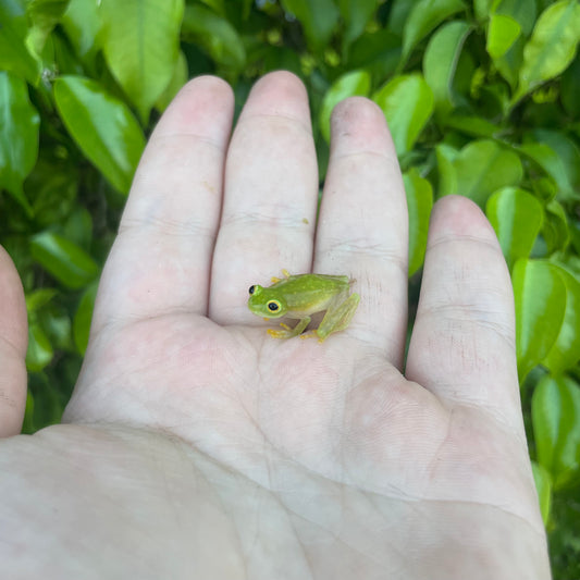 Central American Glass Frog