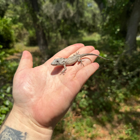 Cuban False Chameleon