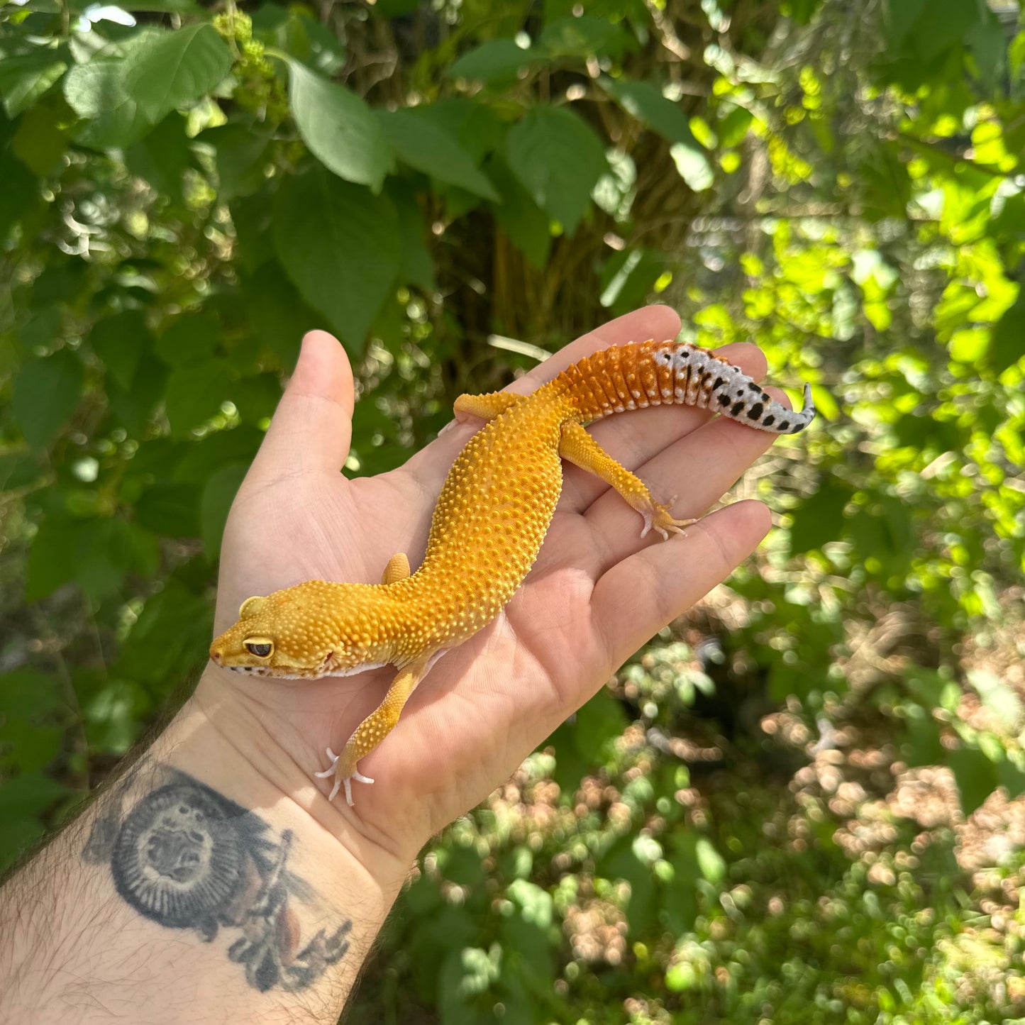 Adult SHTCTB Leopard Gecko