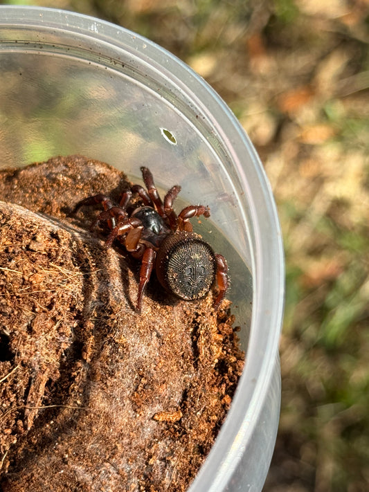 Chinese Hourglass Spider