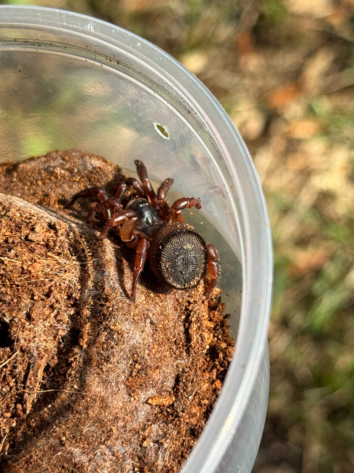 Chinese Hourglass Spider (Cyclocosmia ricketti) For Sale – O.T.W Exotics