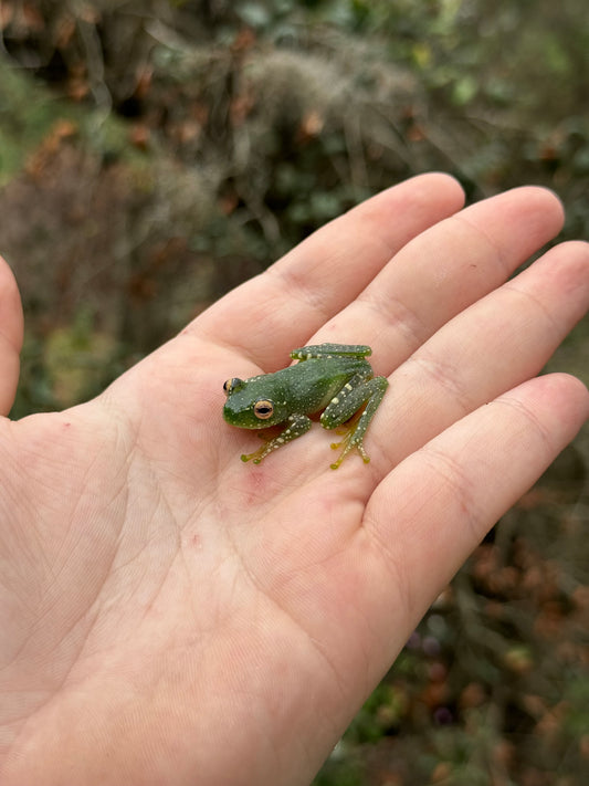 Madagascar Leopard Tree Frog