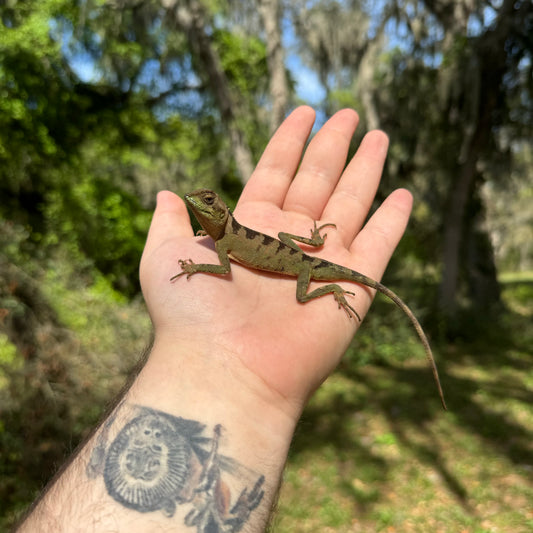 Brown Tree Dragon