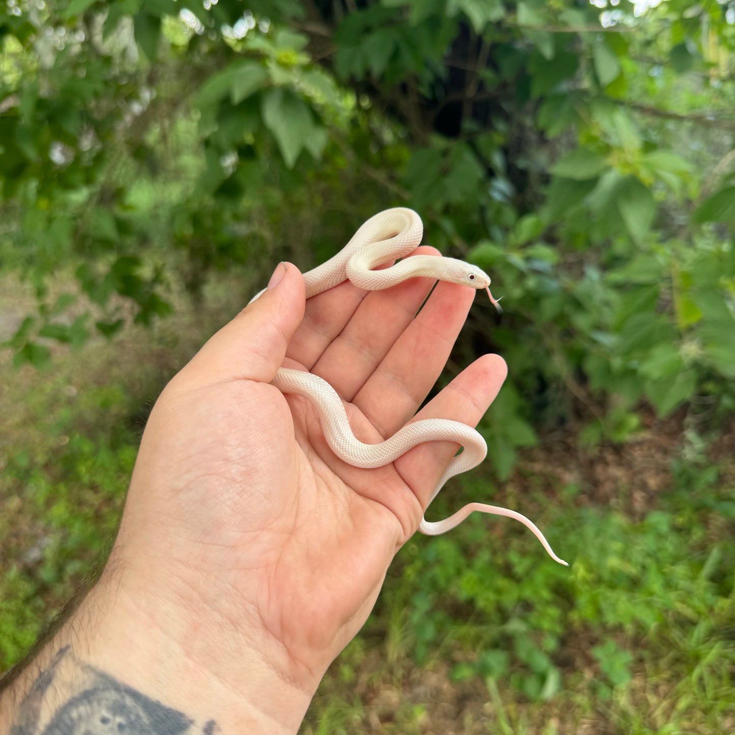 Baby Blue Leucistic Texas Rat Snake