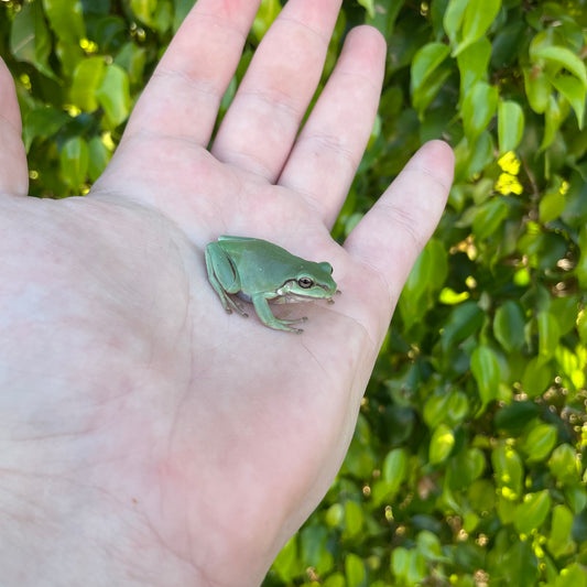 Whites Tree Frog