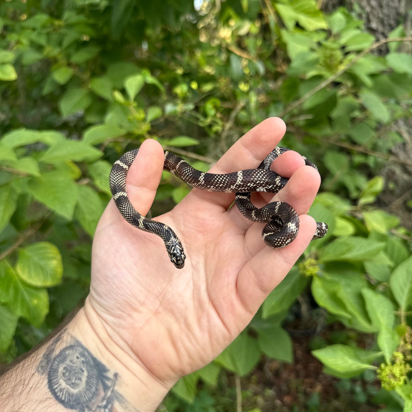 Outer Banks Kingsnake