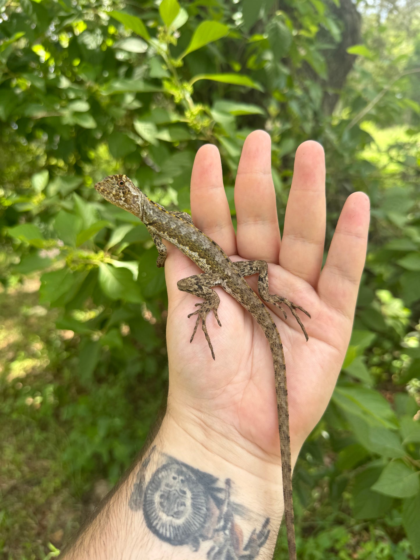 Brown Tree Climber