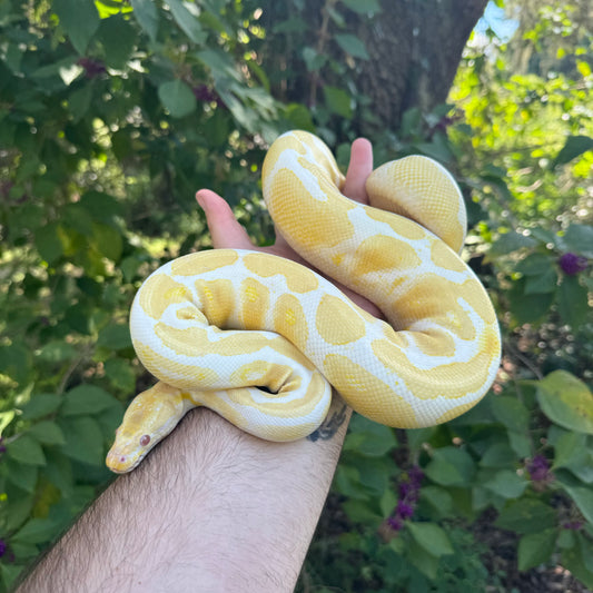 Adult Albino Ball Python