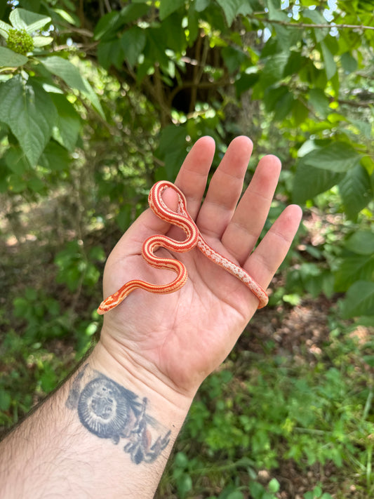 Baby Albino Tessera Cornsnake