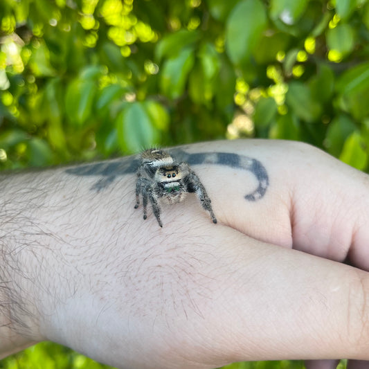 Regal Jumping Spider
