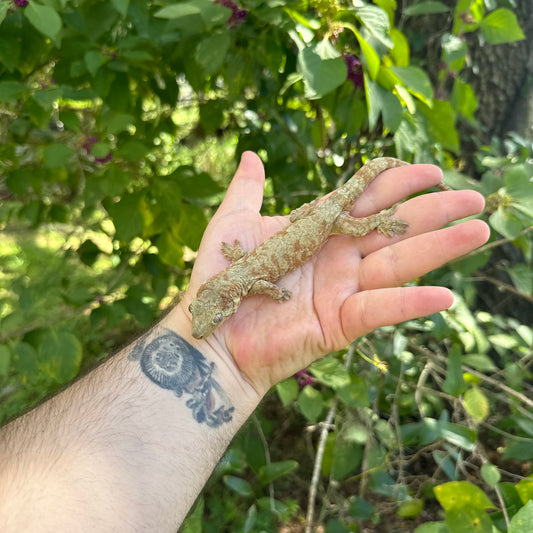 Adult Male Mainland Chahoua Gecko