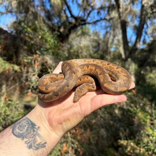 Indonesian Ground Boa