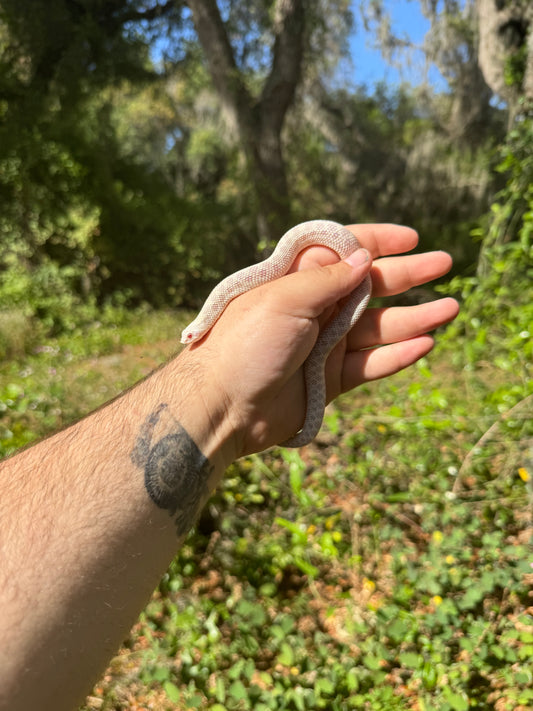 Snow Western Hognose Snake