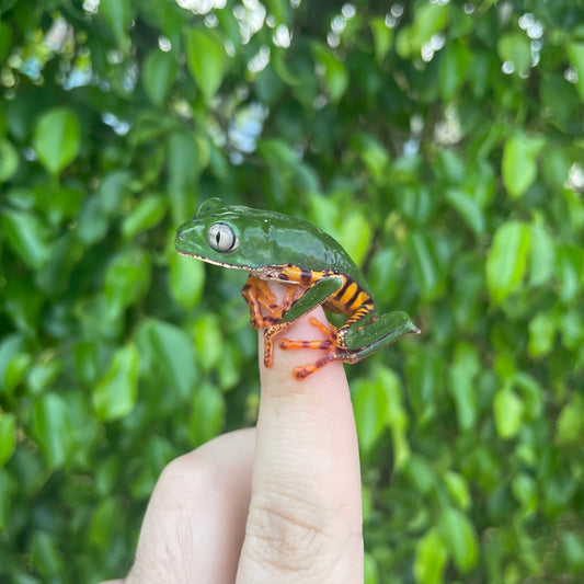 Giant Tiger Leg Monkey Frog