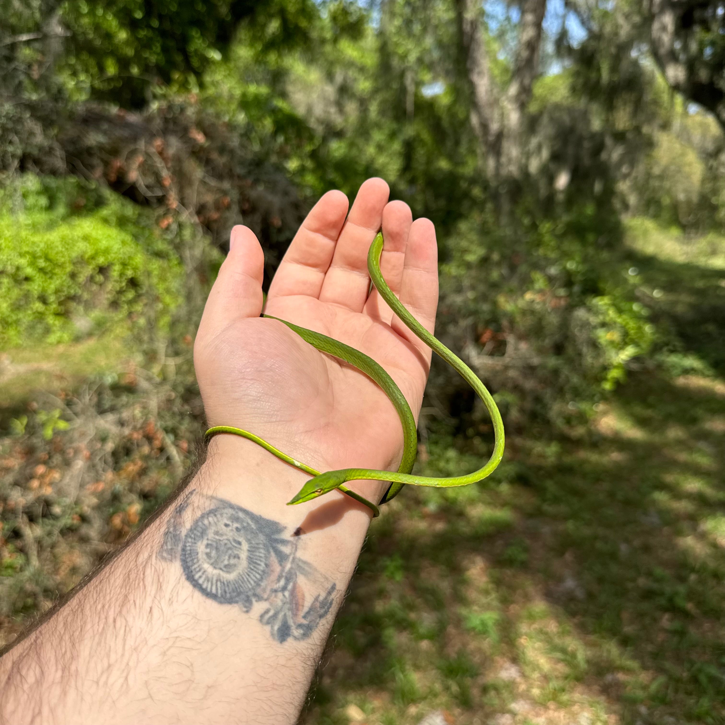 Asian Vine Snake For Sale O.T.W Exotics