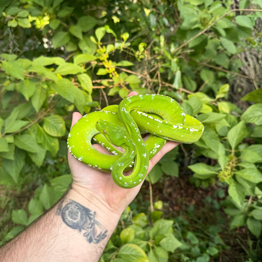 Aru Green Tree Python