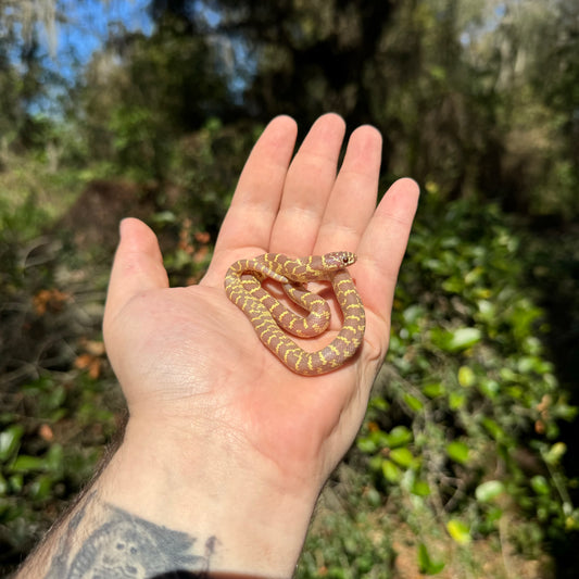 Baby Lavender Florida Kingsnake