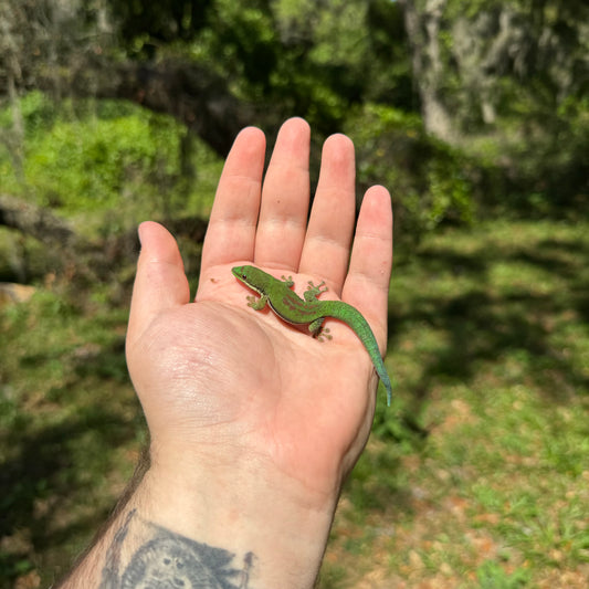 Lined Day Gecko